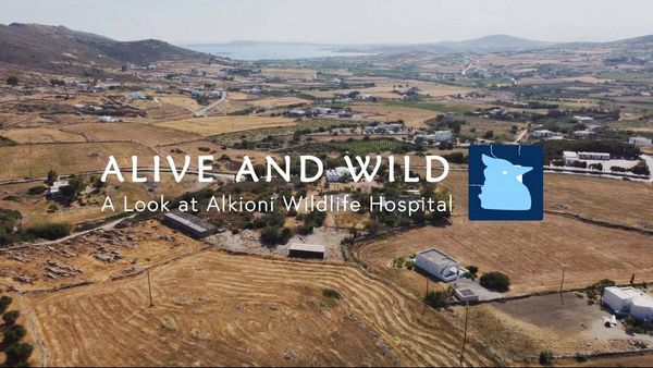 Alive and Wild: Alkioni Wildlife Hospital